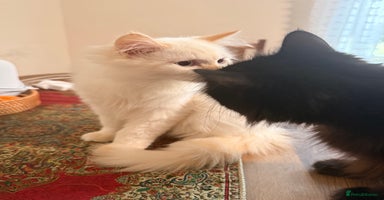 Ragdoll cats - Advert 13
