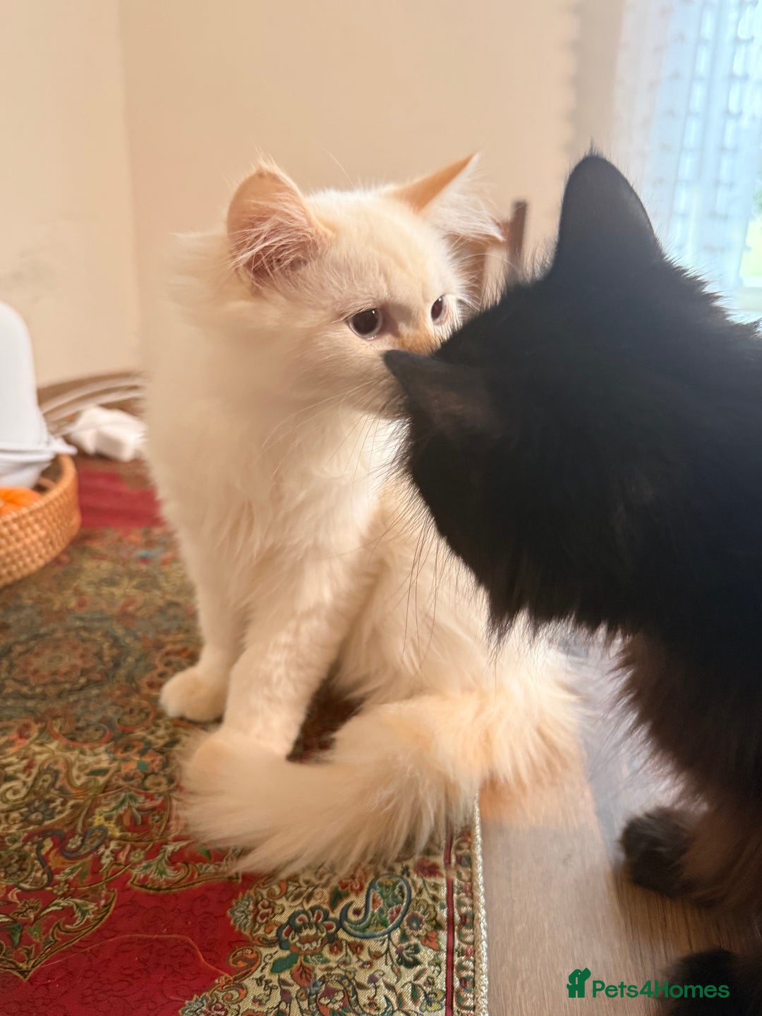 Ragdoll cats for sale: Long-haired Ragdoll Kitten Icy Blue Eyes 💎🐾 - Image 2