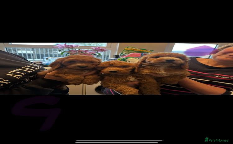 Cockapoo dogs - Advert 3