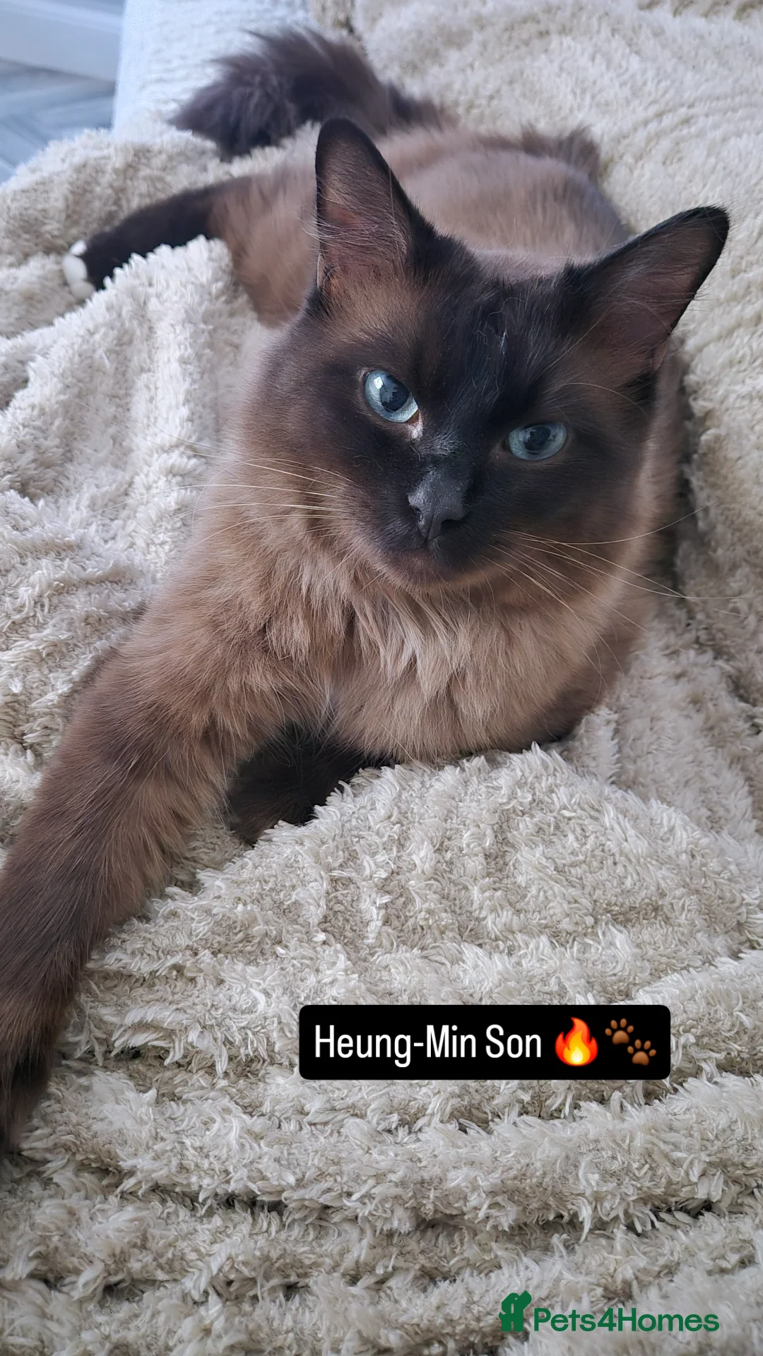 Ragdoll cats Ragdoll Seal Sepia Stud Genetically Tested 🐾 - Advert 1