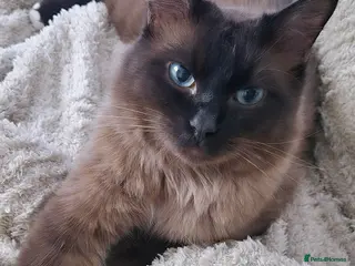 Ragdoll cats Ragdoll Seal Sepia Stud Genetically Tested 🐾 - Advert 1