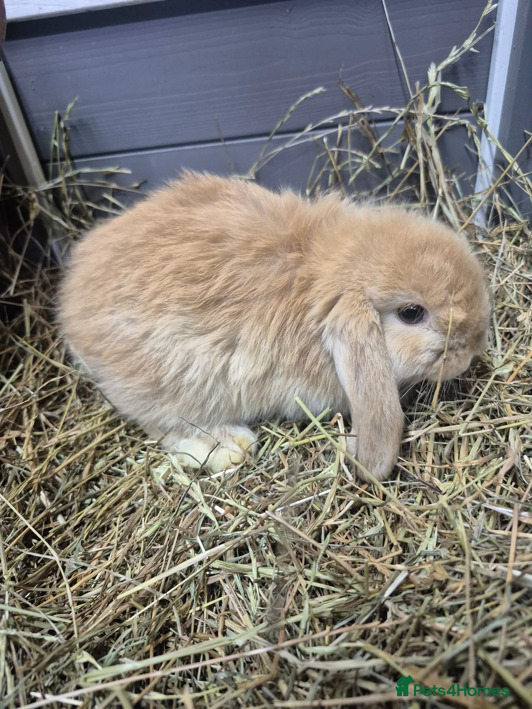Mini Lop rabbits for sale: 9 week old holland lops  - Advert 2