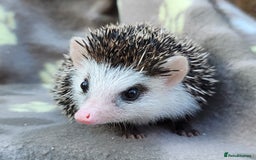 Pygmy Hedgehog rodents for sale: African Pygmy Hedgehog Hoglets  - Image 22