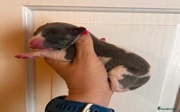 Whippet dogs for sale: Lovely petite Whippets - Image 15