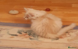 Siberian cats for sale: Three Beautiful Blond Siberian Kittens - Image 12