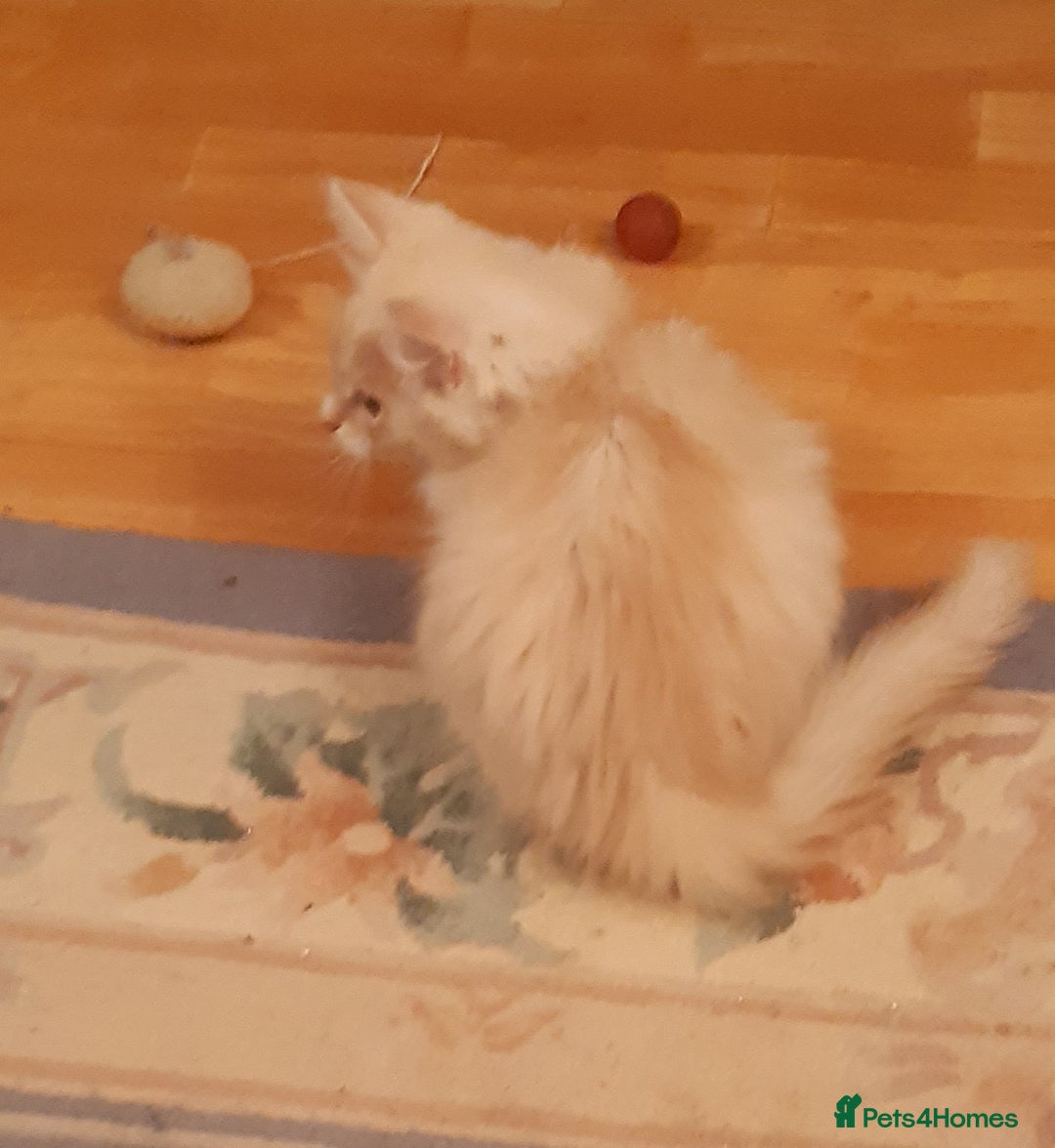 Siberian cats for sale: Three Beautiful Blond Siberian Kittens - Image 12