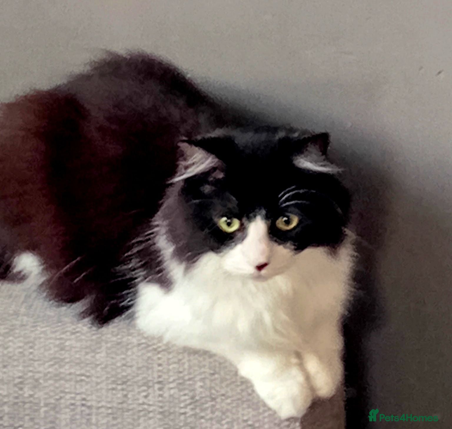 Mixed Breed cats A beautiful female cat looking for a loving home  - Advert 5