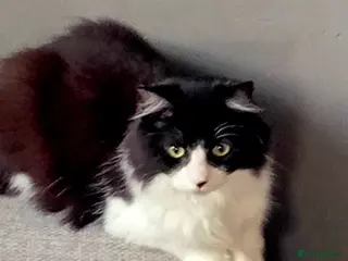 Mixed Breed cats A beautiful female cat looking for a loving home - Advert 2