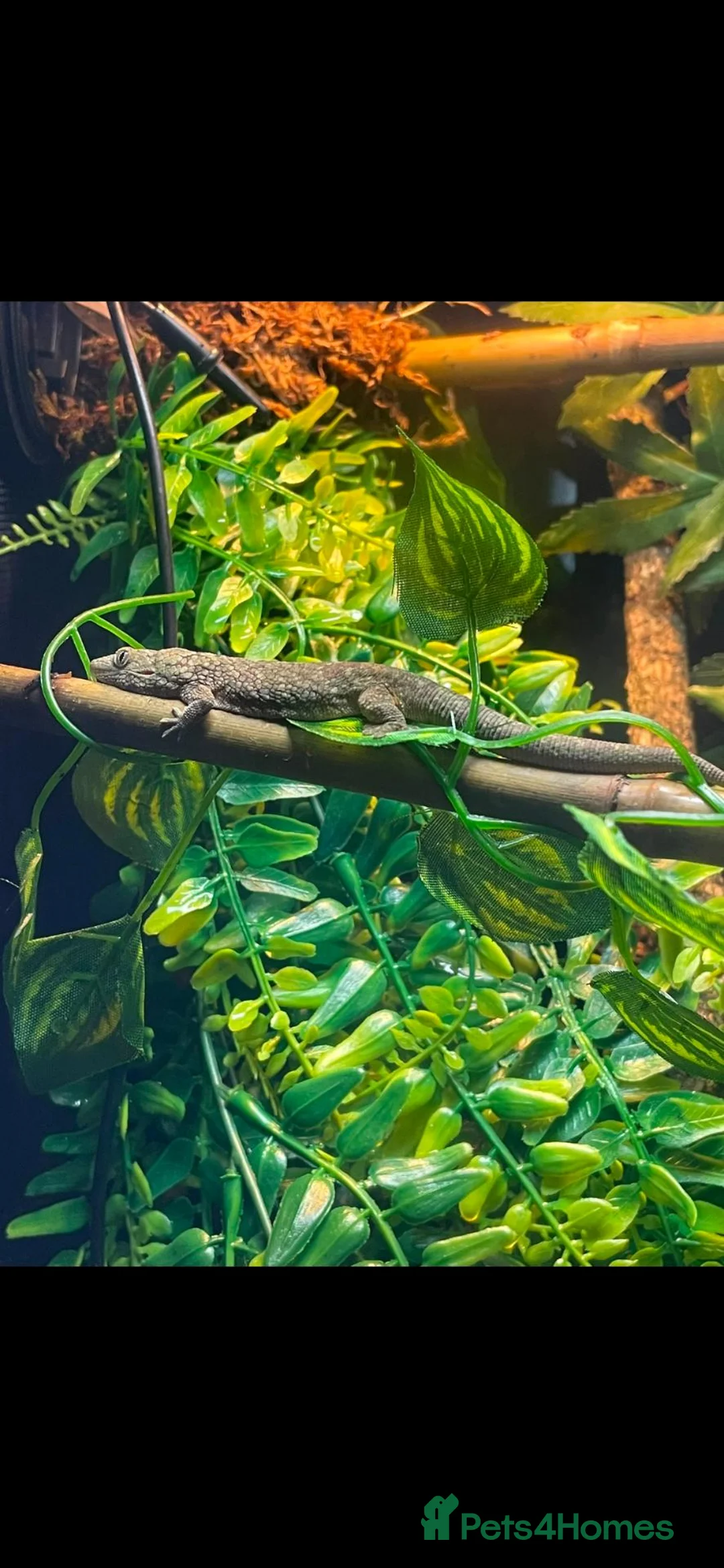 Gecko reptiles for sale: Stunning Female Bauer's Chameleon Gecko - Advert 2