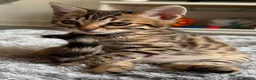 Bengal cats for sale: ✨ Beautiful Bengal Kittens✨ - Advert 29