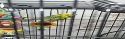 Budgerigars birds for sale: Pair of budgies  in Oldham - Advert 4