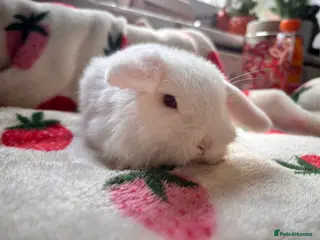 Mini Lop rabbits beautiful mini lop - Advert 1