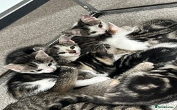 Mixed Breed cats for sale: Kittens  - Image 32