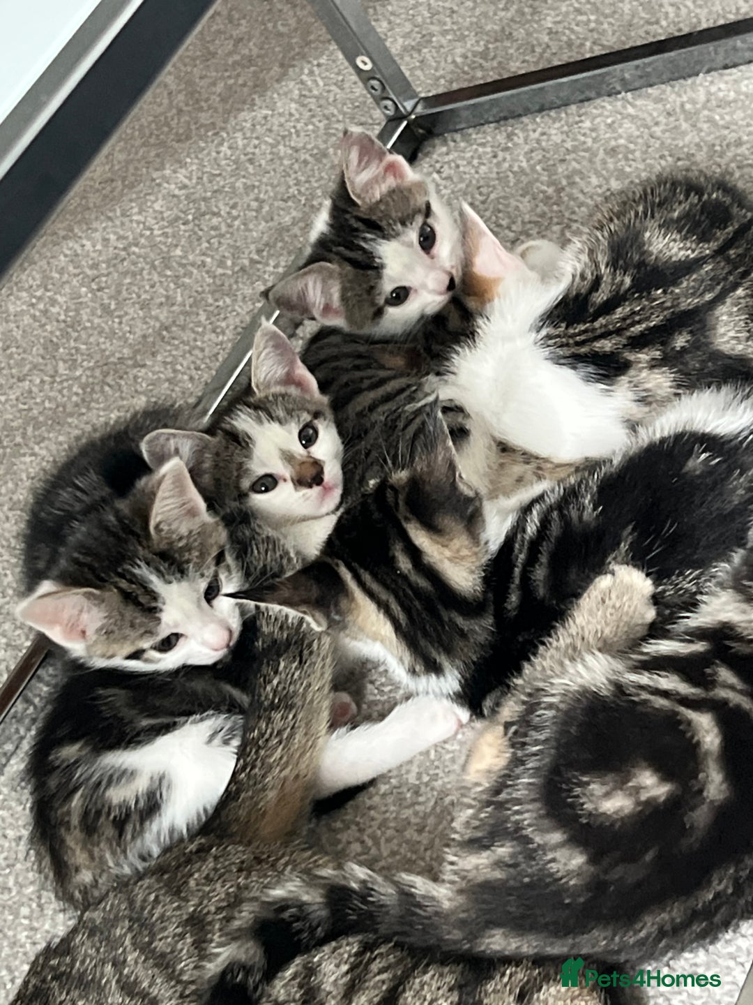 Mixed Breed cats for sale: Kittens  - Image 32