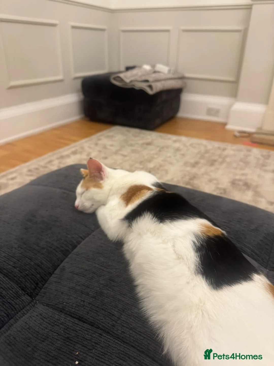 Mixed Breed cats for sale: 6 month old female calico kitten for sale in Liverpool - Advert 2