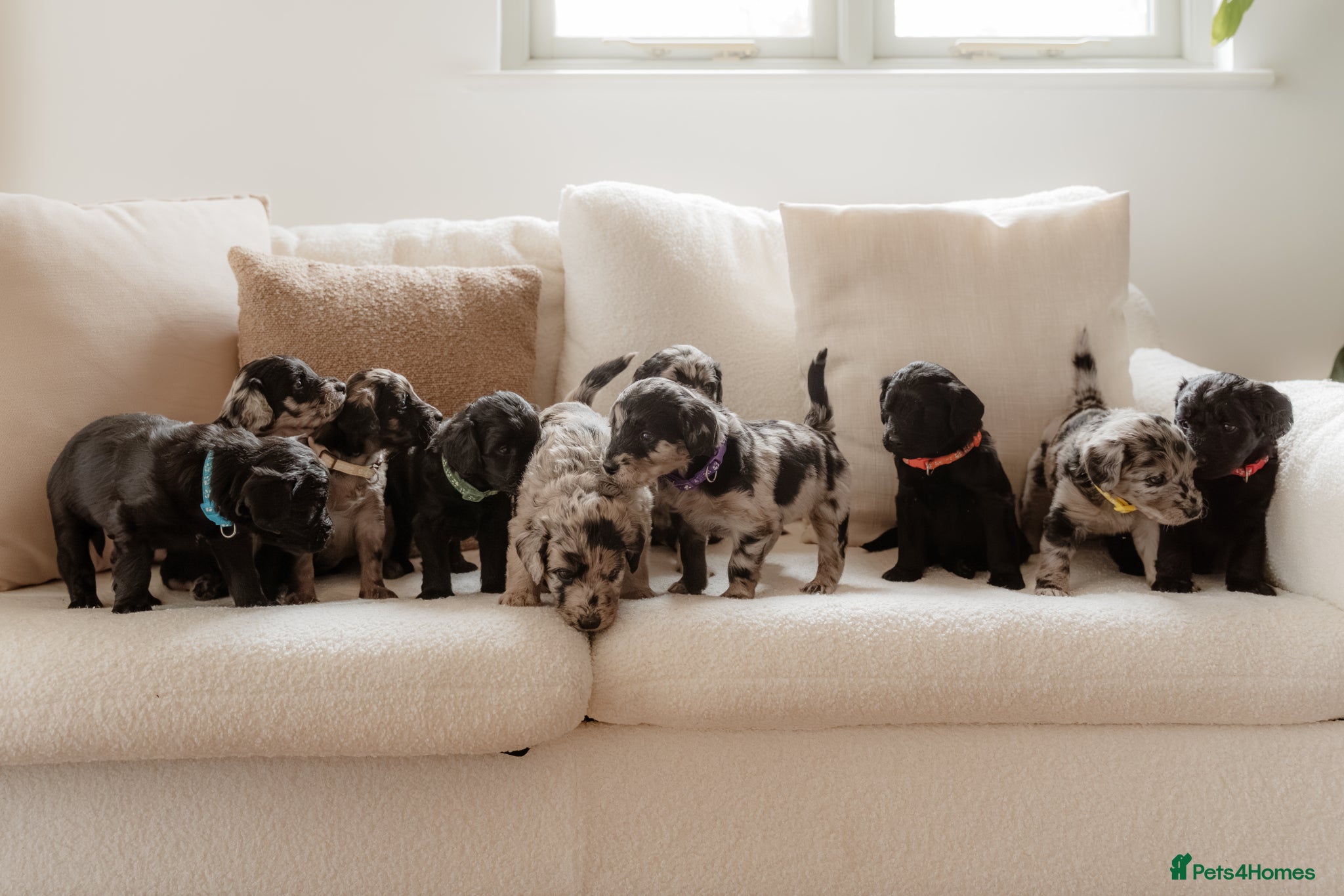 Mixed Breed dogs Beautiful Huntadoodles - Advert 1