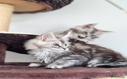 Maine Coon cats for sale: PEDIGREE MAINE COON KITTENS 5 BOYS - Image 37