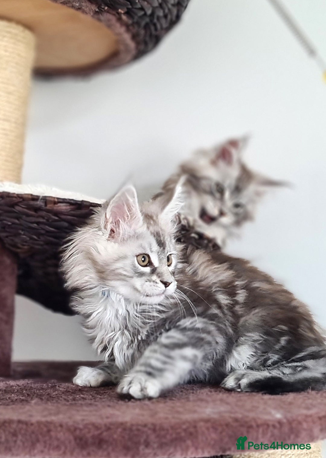 Maine Coon cats for sale: PEDIGREE MAINE COON KITTENS 5 BOYS - Image 37