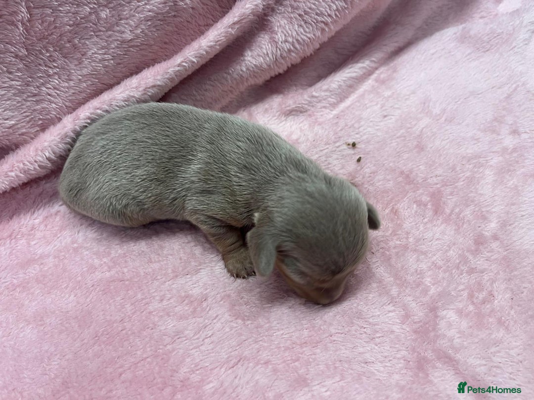 Miniature Dachshund dogs for sale: ⭐️🐾💖💙KC REG💙💖🐾⭐️5 star breeder   - Advert 7