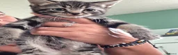 Mixed Breed cats for sale: Beautiful kittens all ready to leave just now  - Advert 6