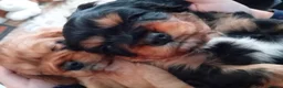 Cavalier King Charles Spaniel dogs for sale: Male cavalier king charles spaniel  - Advert 1