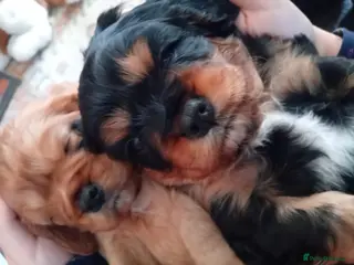 Cavalier King Charles Spaniel dogs Male cavalier king charles spaniel - Advert 11