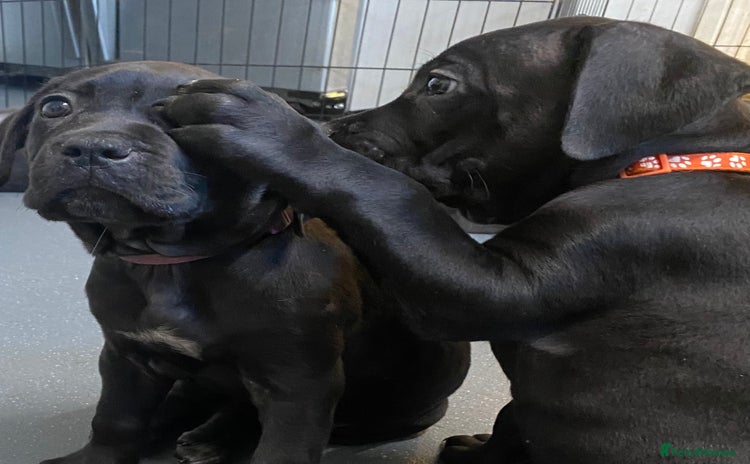 Cane Corso dogs - Advert 3