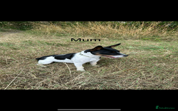 Jack Russell dogs for sale: Gorgeous Jack Russell Puppies - Image 24