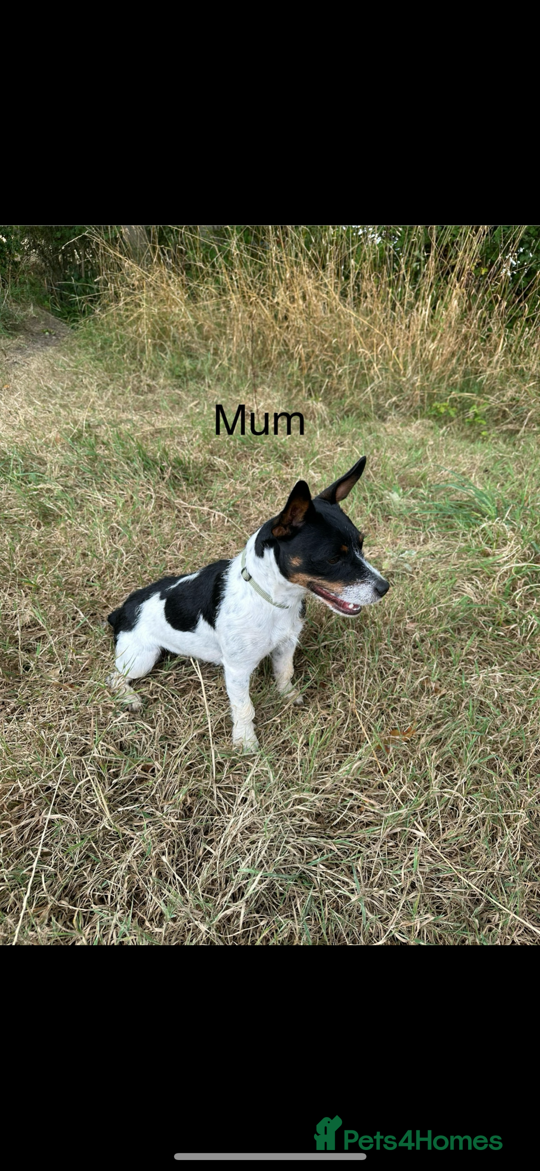 Jack Russell dogs for sale: Gorgeous Jack Russell Puppies - Image 24