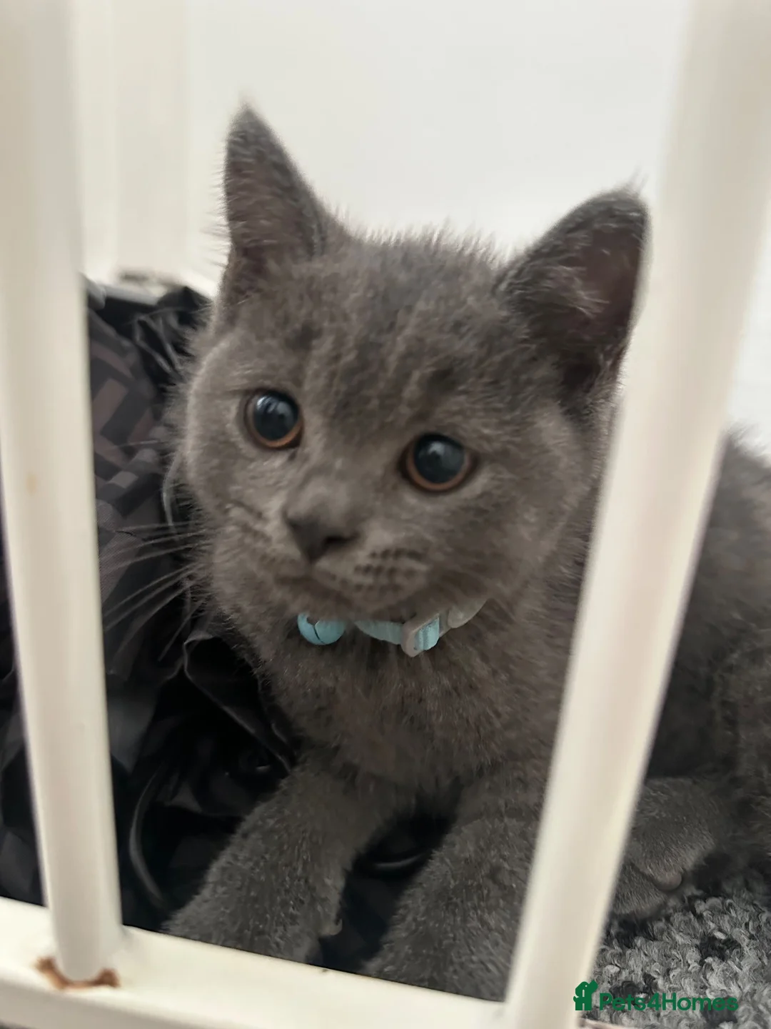 British Shorthair cats for sale: Male British Shorthair in Bedford - Advert 2