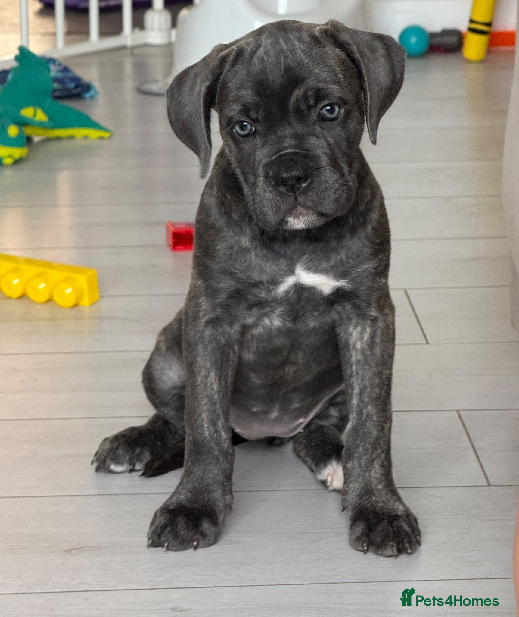 Cane Corso dogs Last 5 left looking for their forever 🏡!🥰 - Advert 1