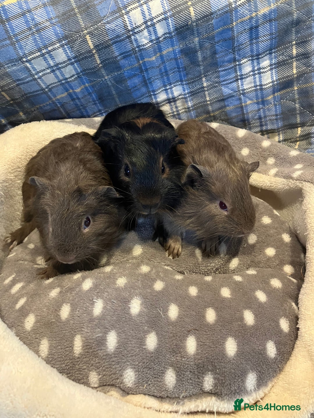 Guinea Pig rodents for sale: Lots of lovely baby boy guinea pigs - Advert 20