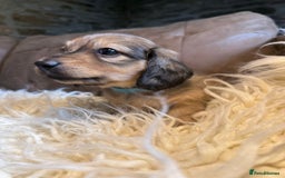 Miniature Dachshund dogs for sale: Beautiful Cream long haired Dachshunds  - Image 7