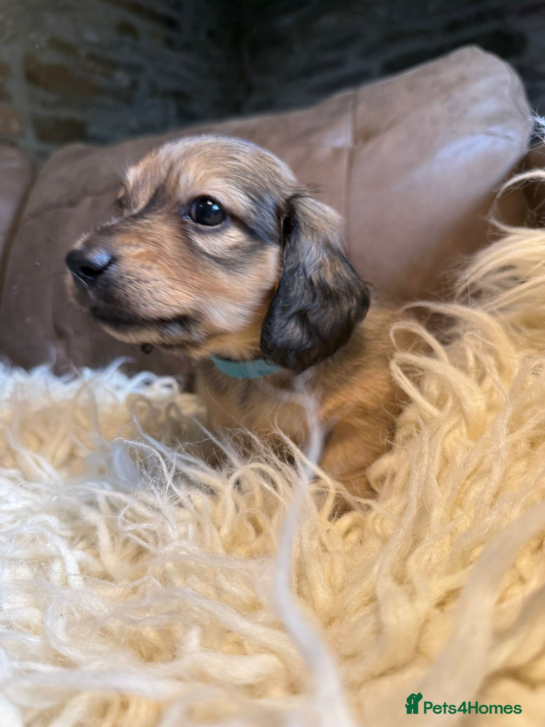 Miniature Dachshund dogs for sale: Beautiful Cream long haired Dachshunds  - Image 7