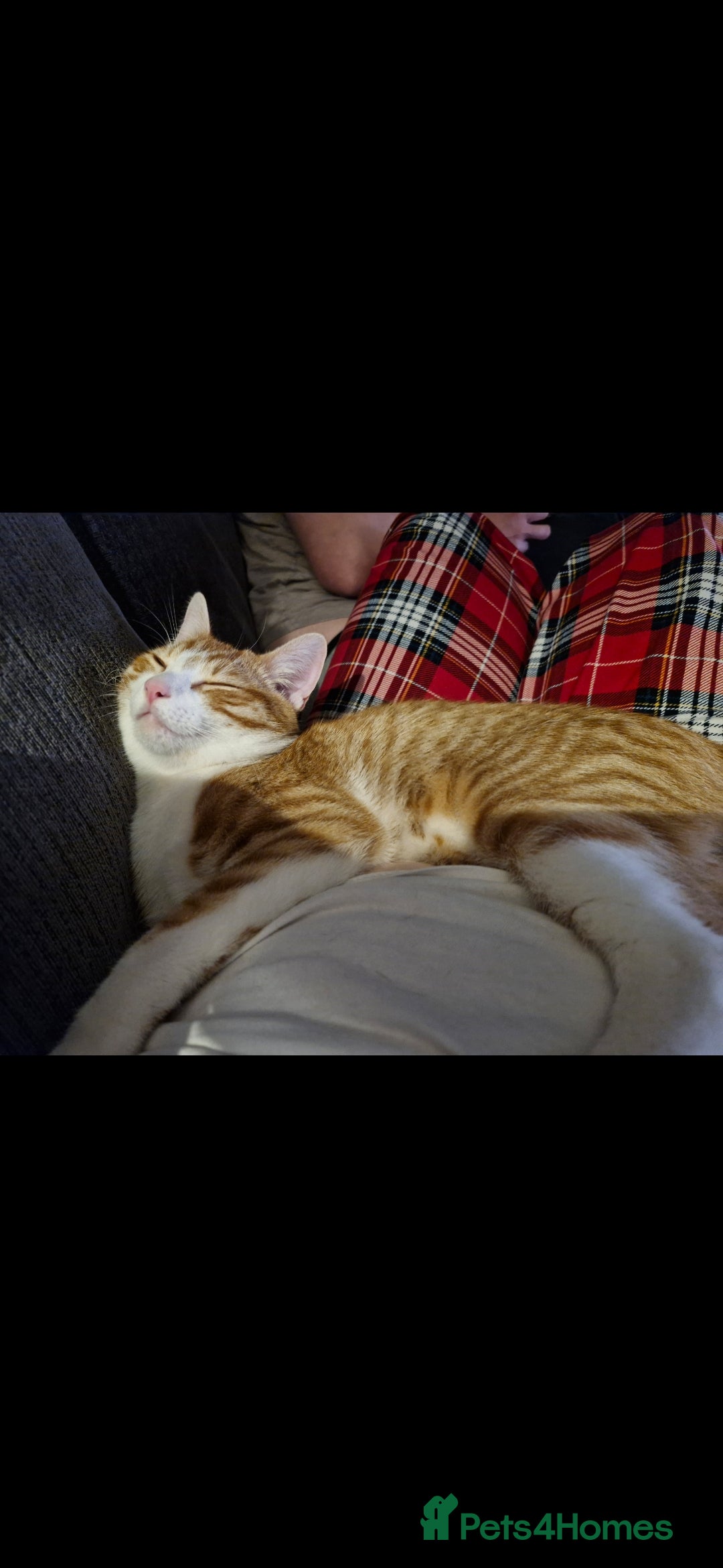 Mixed Breed cats for sale: Ginger adult male  - Advert 2