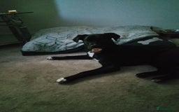 Mixed Breed dogs for sale: 7 month old collie cross pug - Image 6