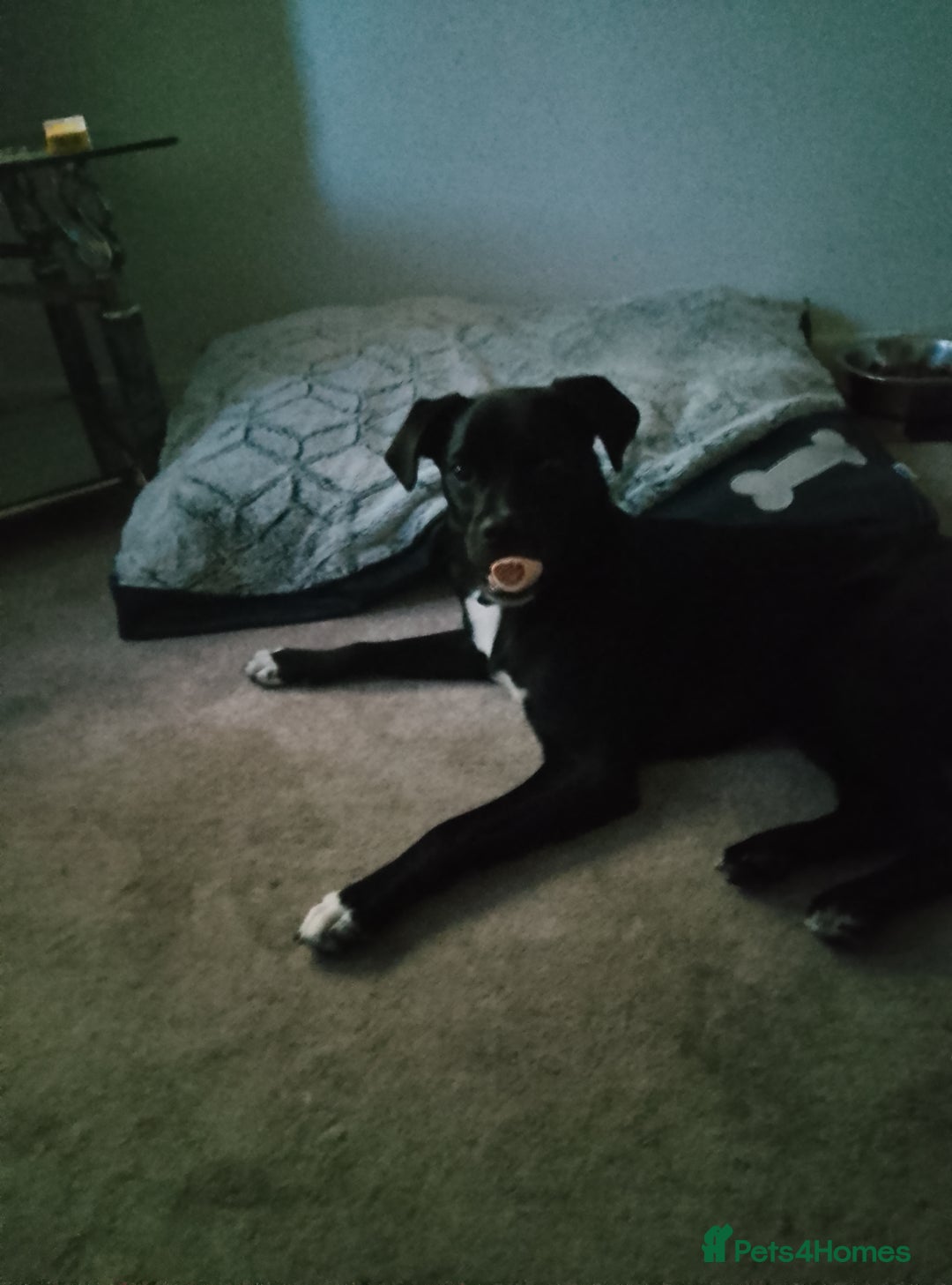 Mixed Breed dogs for sale: 7 month old collie cross pug - Image 6