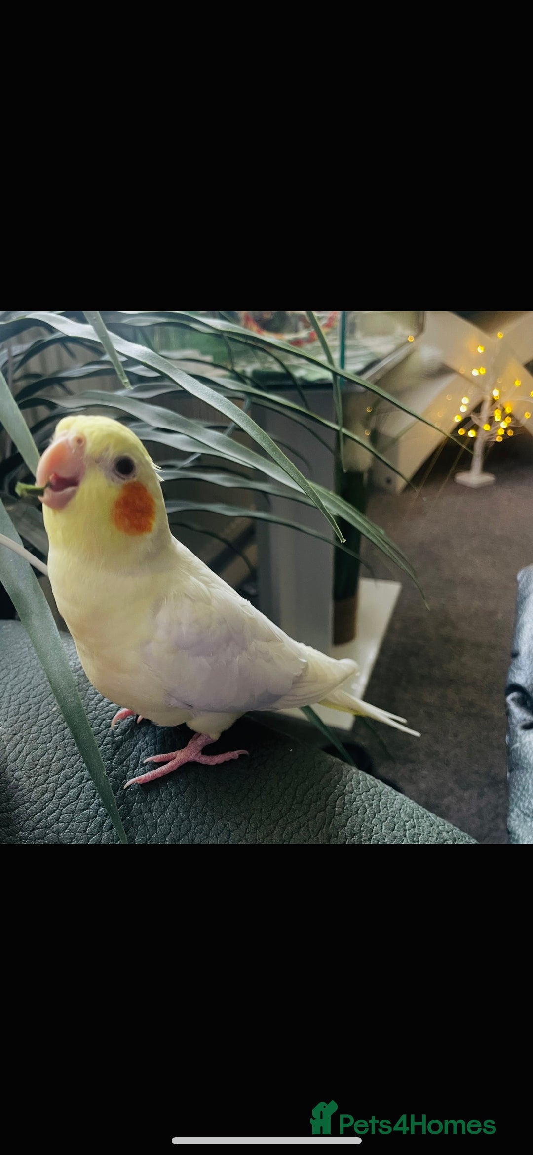 Cockatiels birds for sale: Beautiful extremely tame cockatiel  - Image 2