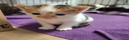 Mixed Breed cats for sale: Kittens  in Bangor - Advert 4