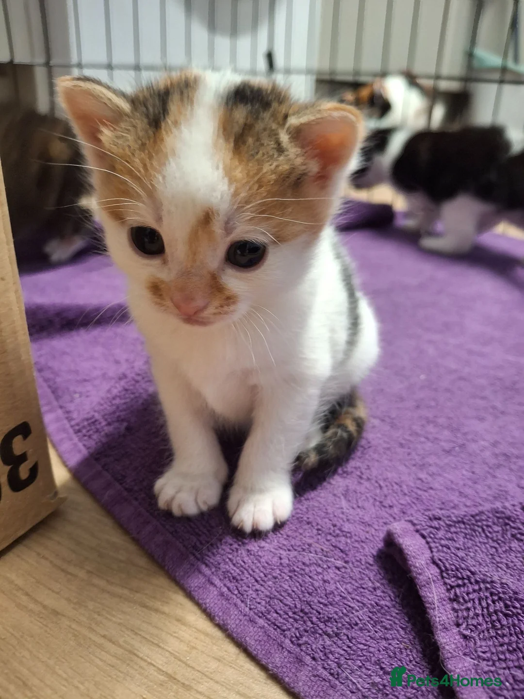 Mixed Breed cats for sale: Kittens  in Bangor - Advert 4