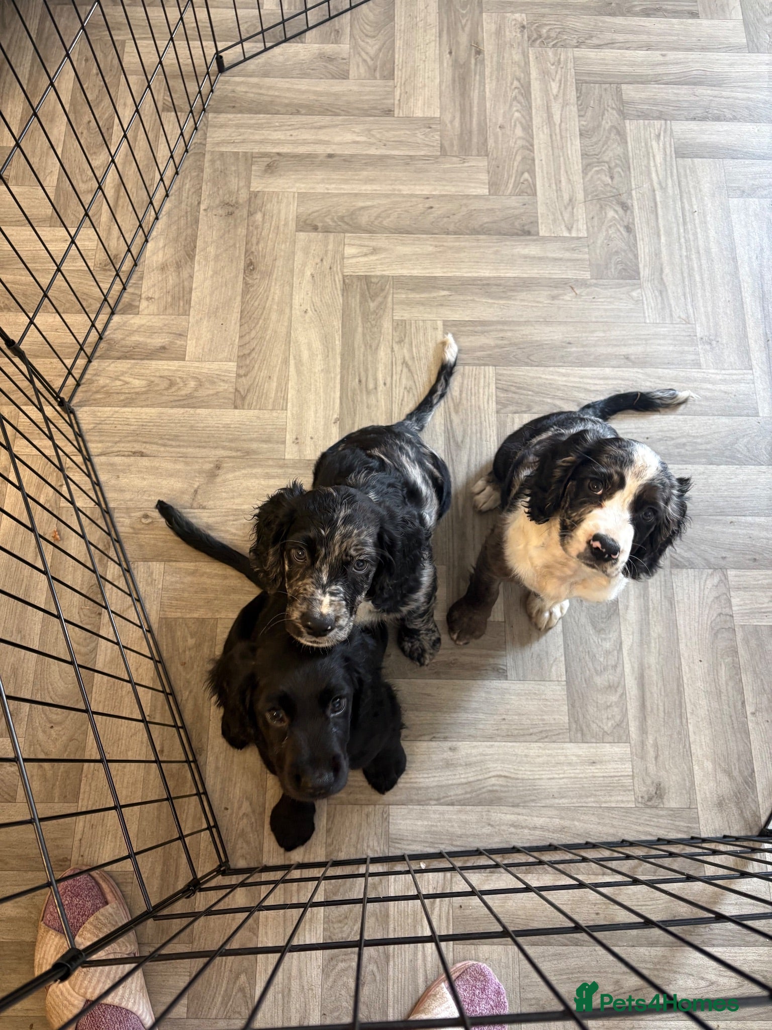 Cocker Spaniel dogs Stunning mearle cocker spaniel puppies  - Advert 2