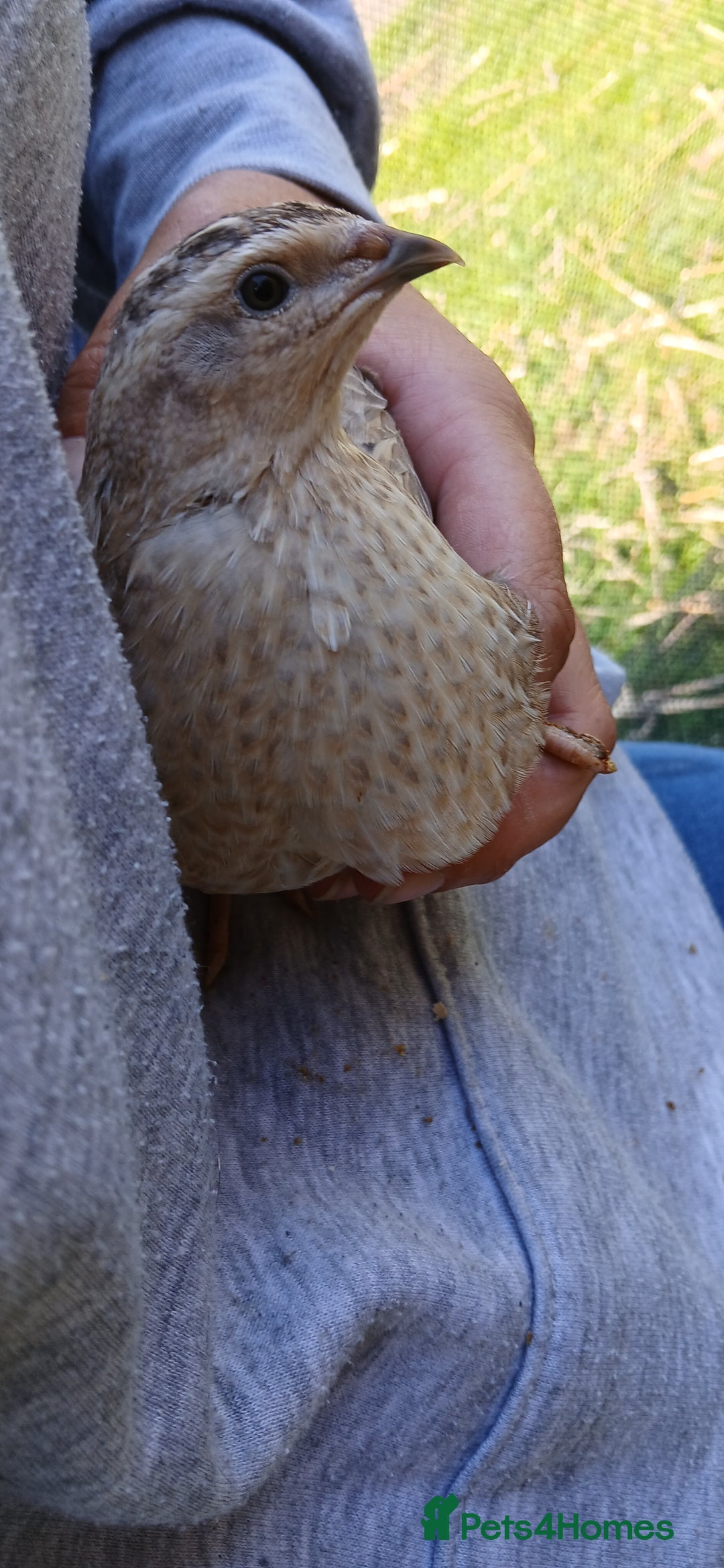 Mixed Breed birds for sale: Coturnix Quail eggs - Image 2