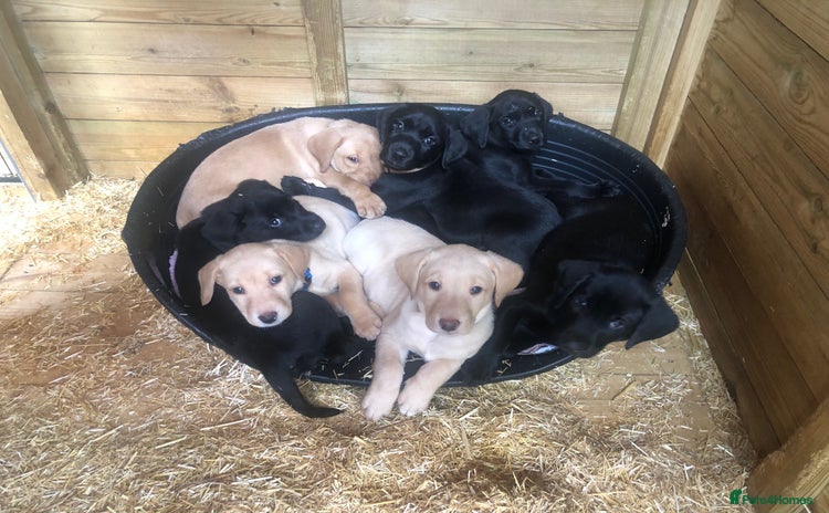 Labrador Retriever dogs - Advert 6