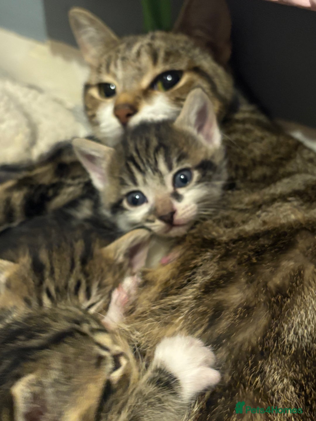 Mixed Breed cats for sale: Kittens - Image 4