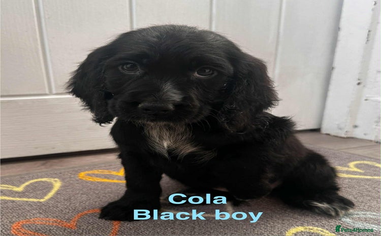 Cocker Spaniel dogs - Advert 6