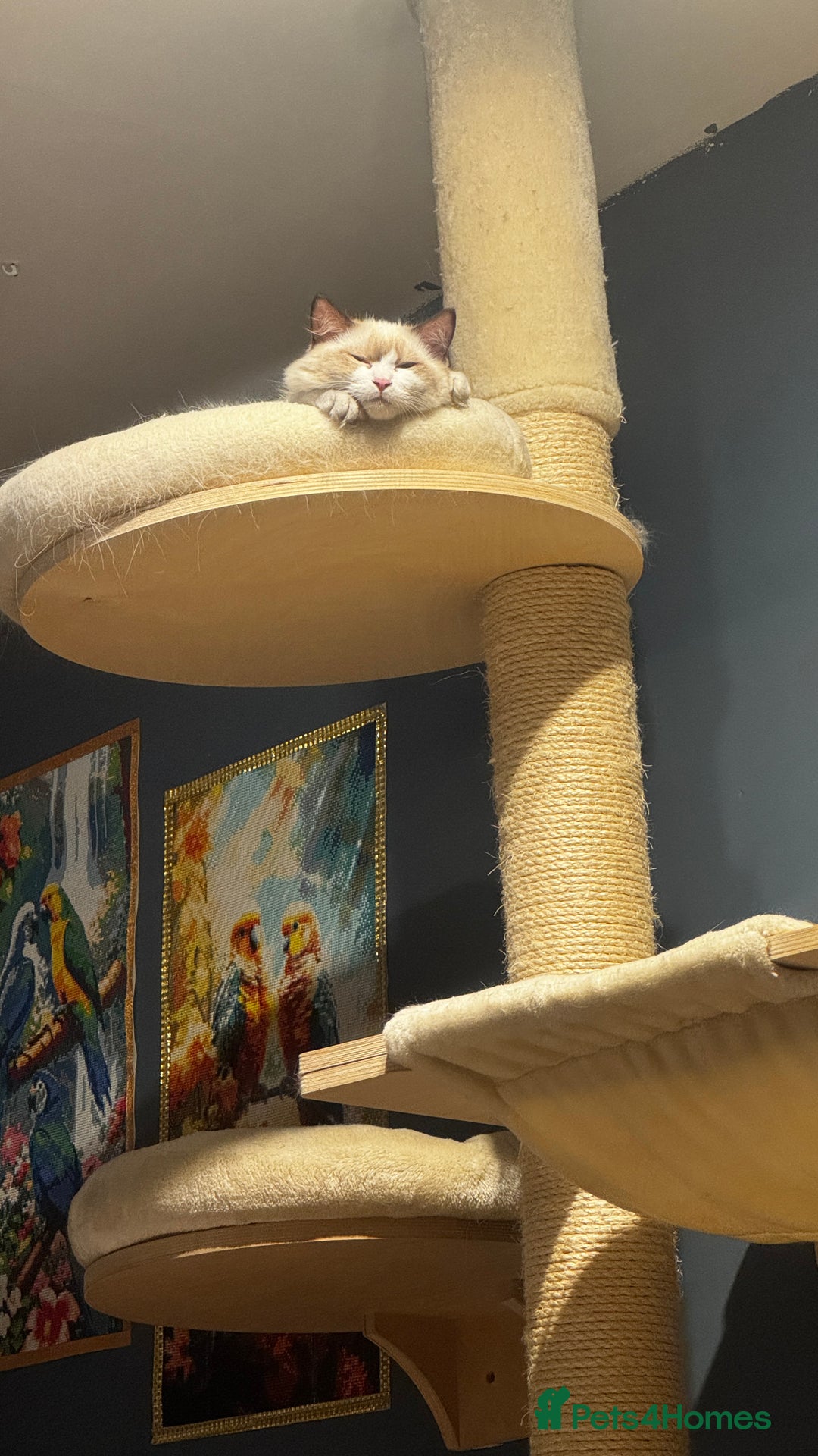 Ragdoll cats for sale: Chunky seal bicolour kitten - Image 2