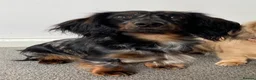 Miniature Dachshund dogs for sale: STUNNING TRUE TO TYPE MINIATURE DACHSHUNDS - Advert 6