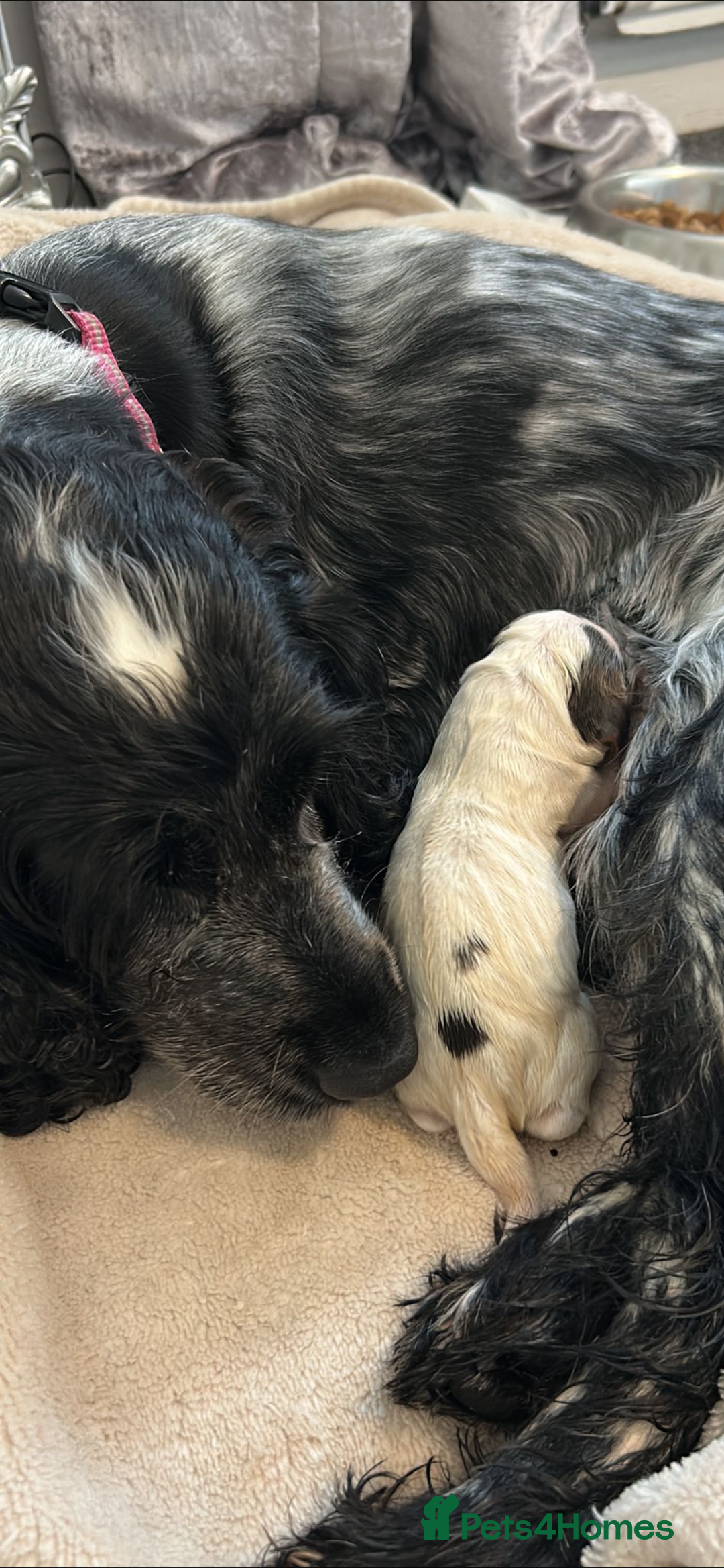 Cocker Spaniel dogs for sale: Show Cocker Spaniel Puppy - Advert 12