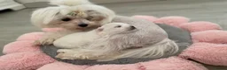 Maltese dogs for sale: Beautiful KC reg.Maltese puppies  - Advert 4