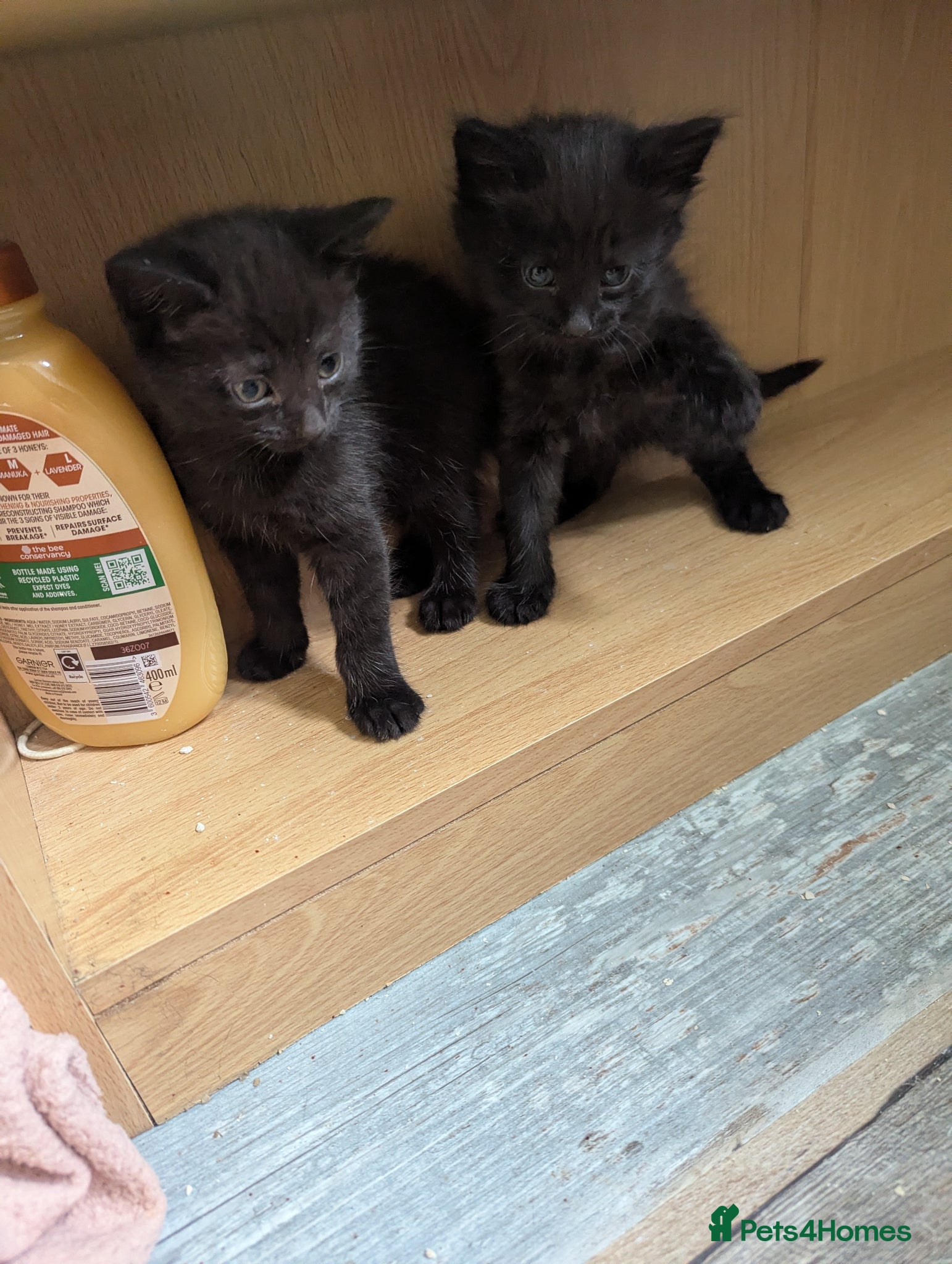 Domestic Shorthair cats for sale: 2 beautiful female kittens  - Advert 4